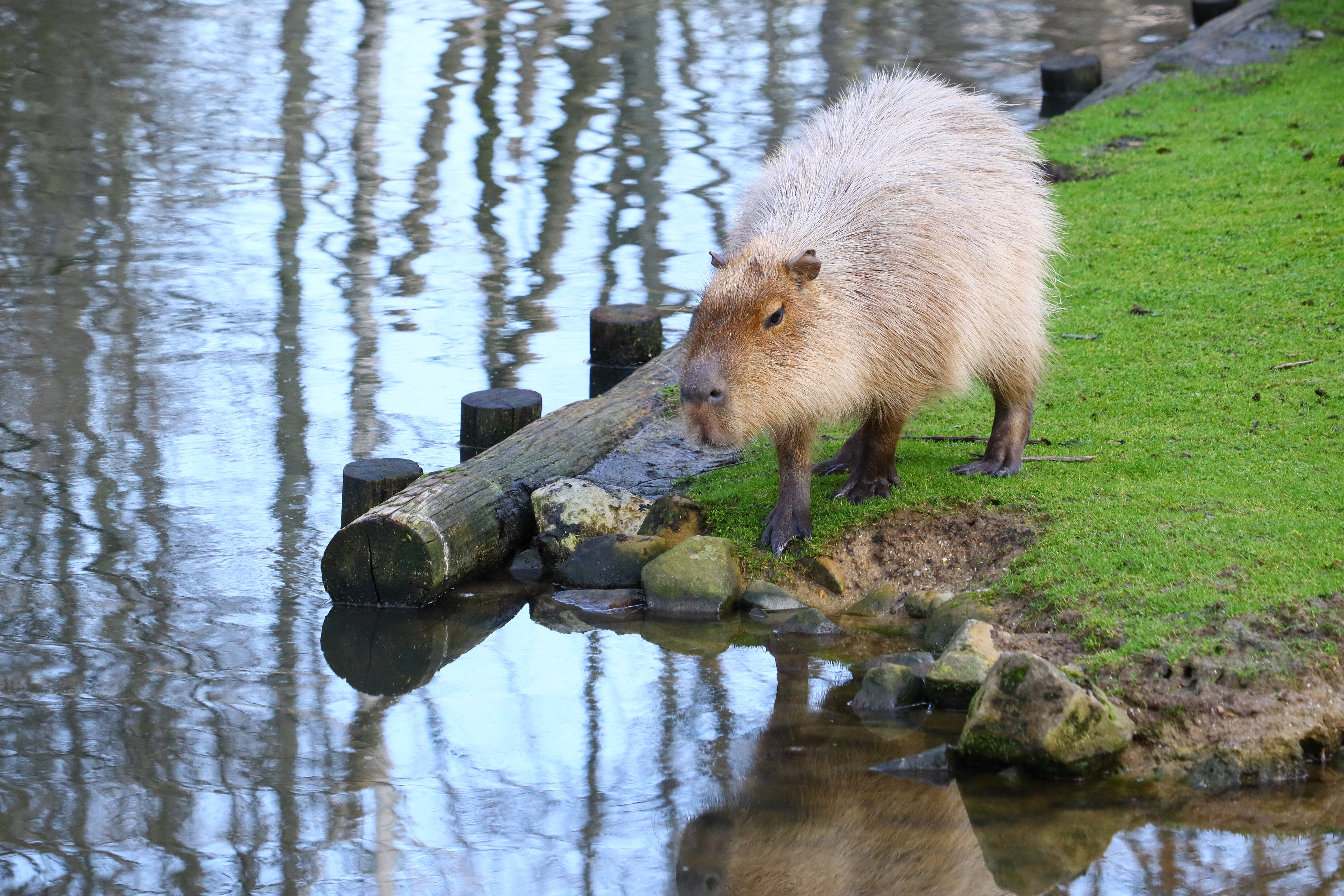 A capybara walking on grass near water